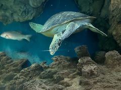 -上海海洋水族馆