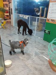 -神奇动物撸宠馆·羊驼·小浣熊·异宠(豫园店)