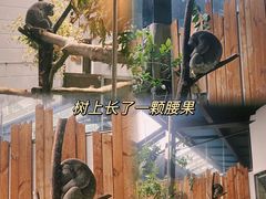 -红山森林动物园