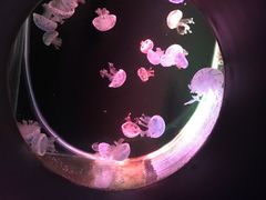 -大连圣亚海洋世界