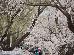 -颐和园
