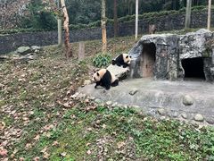 -都江堰中华大熊猫苑