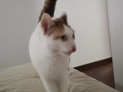 -爱诺耐芙动物医院(万博店)