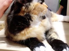 -藏猫猫咖啡主题馆(中央大道店)