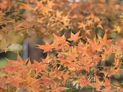 -田野绿世界