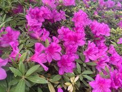 -笑笑凉皮(富国街店)