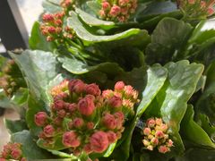 -金陵花卉交易市场