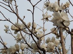 -廊坊文化艺术中心