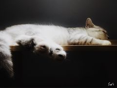 -喵的天空名猫咖啡馆·撸猫·猫舍·用品