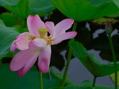 -荷塘月色湿地公园·向阳花洲