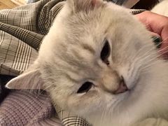 -猫色咖啡·猫咖