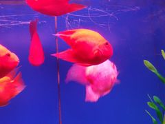 -洛阳龙门海洋馆