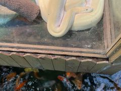 -上海大自然野生昆虫馆(东方明珠·爬宠昆虫探索中心)