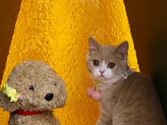 -帕帕拉兹宠物(亚洲旗舰店)