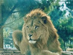 -西霞口神雕山野生动物世界