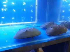 -QQ海鲜餐厅
