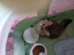 -momokira米努特·德文卷毛猫·棉花面纱犬
