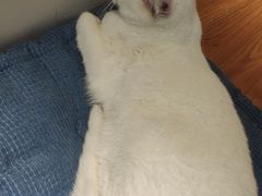 -有猫主题·治愈系猫咖(曾厝垵店)