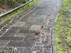 -苍山感通索道