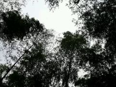 -宁波浙东大竹海景区