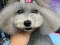 -FAELING PETS美天灵宠物(富力广场店)