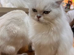 -猫小院猫主题餐厅(南锣旗舰店)