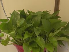 -谢氏老金口渔村(王家墩店)