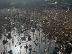 -秋霞圃