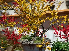 -自由生长植物工作室(深港花卉中心店)