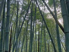 -桑洲油菜花景区