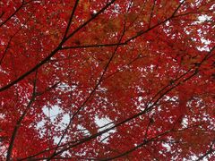 -秋霞圃