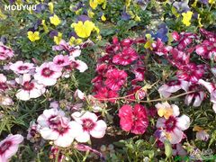-紫竹院公园冰场