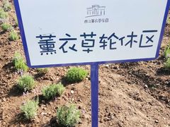 -曲江薰衣草庄园