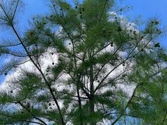 -狼山风景名胜区