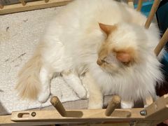 -猫小院猫主题咖啡厅(北锣店)