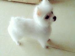 -派多格宠物(鼓楼店)