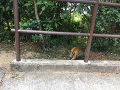 -狮子山郊野公园
