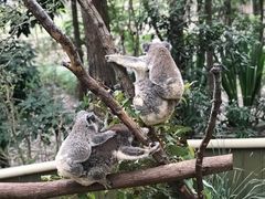 -可伦宾野生动物保护区