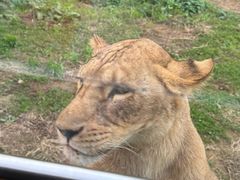 -贵州森林野生动物园