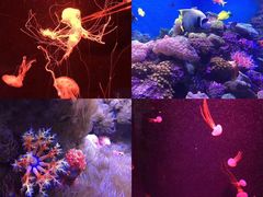 -成都浩海立方海洋公园