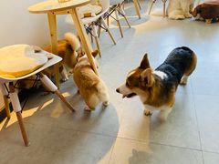 -汪说·狗咖(旺城大厦店)