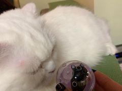 -猫和宫(六道口店)