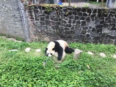 -都江堰中华大熊猫苑
