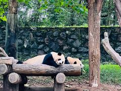 -都江堰中华大熊猫苑