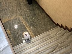 -宠爱国际动物医院· 猫科· 外科·中兽医(长白店)