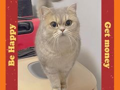 -东方名猫馆·英短金渐层布偶猫舍(环线广场1号楼店)