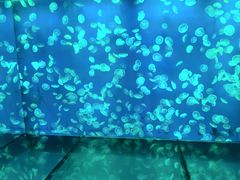 -江和美海洋公园