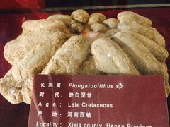 -中国西峡恐龙遗迹园