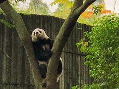 景点-成都大熊猫繁育研究基地