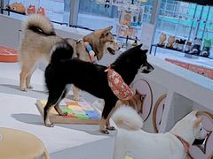 -柴务处·柴犬主题狗咖